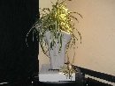 CIMG1064.resized_tn.jpg